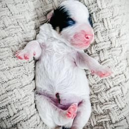 Girl 3 - Tri-color female Bernedoodle puppy in Otisville, Michigan from Danie’s Darling Doodles LLC