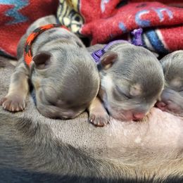 French Bulldog Puppies from Basket of love bulldogs