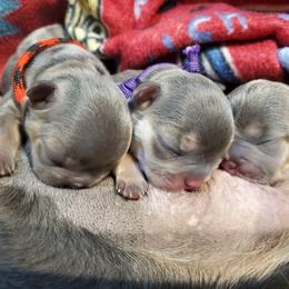French Bulldog Puppies from Basket of love bulldogs