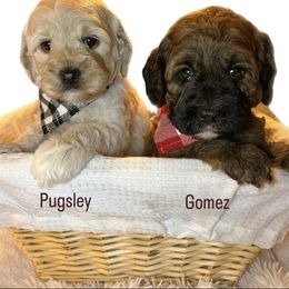 Australian Labradoodle Puppies from Cajun Land Doodles
