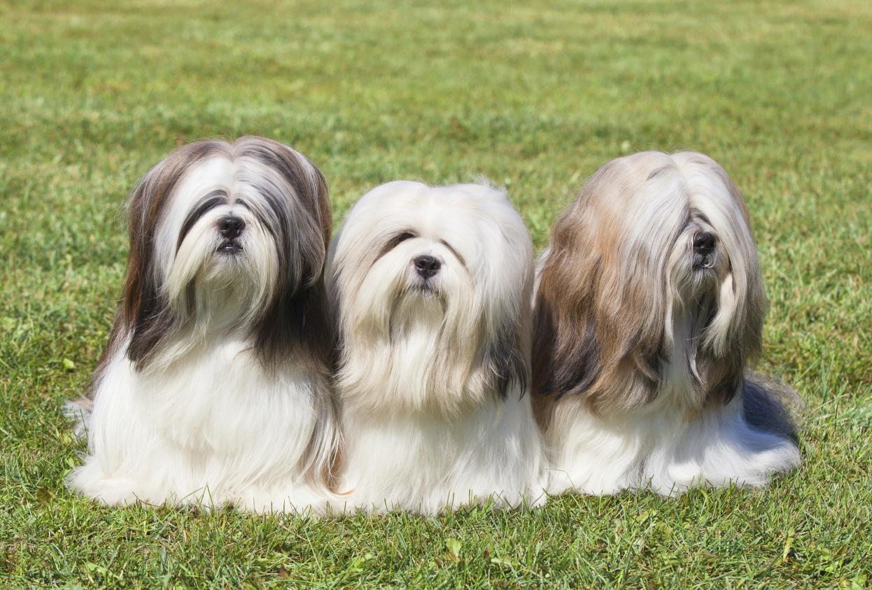 Shangri-La Lhasa Apsos in Ohio | Lhasa Apso puppies | Good Dog