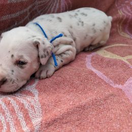 Boy 2 - White and liver brown Dalmatian puppy in Springfield, Ohio from Freeze Farms