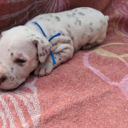 Boy 2 - White and liver brown Dalmatian puppy in Springfield, Ohio from Freeze Farms