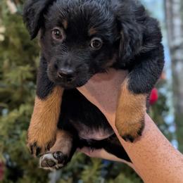 Maple - Black tri-color female Australian Shepherd puppy in Squaw Valley, California from A&M Australian Shepherds