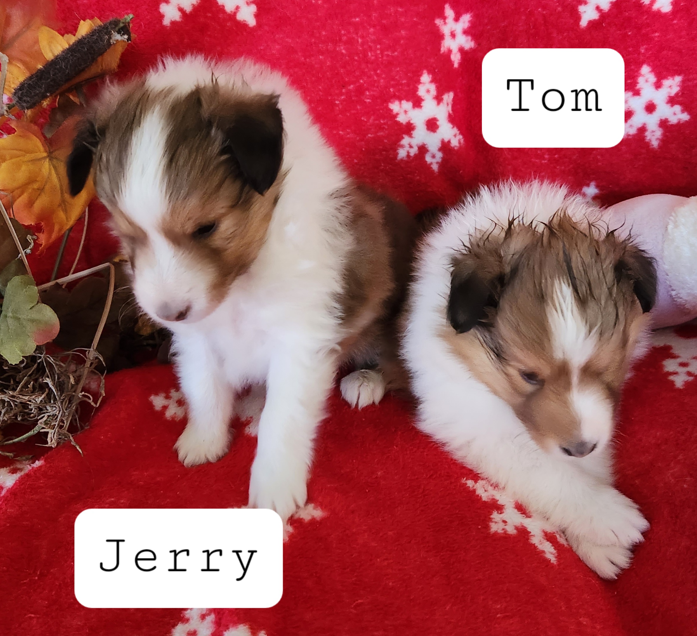 Shetland Sheepdog Puppies from Windsong Shelties