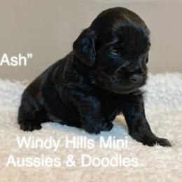 Aussiedoodle and Miniature Australian Shepherd Puppies from Windy Hills Mini Aussies & Doodles