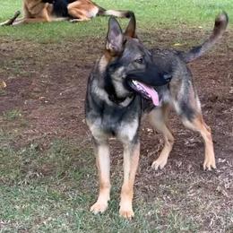 German Shepherd All Grown Up from Angel Oak German Shepherds