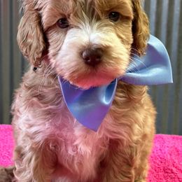 Cockapoo and Labradoodle Puppies from Darling Doodles and Cockapoos