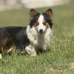 Bunnie - American Corgi