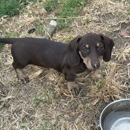 Rosie - Chocolate and cream female Dachshund puppy in Sallisaw, Oklahoma from Wild West Dachshunds