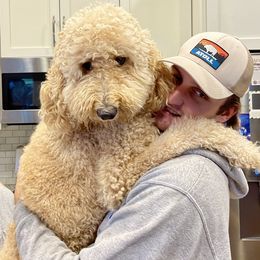 Aggie - Goldendoodle