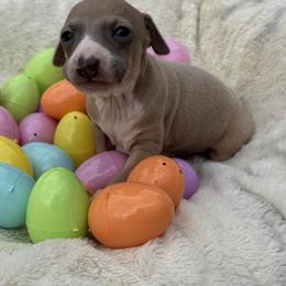 Bernard - Fawn male Italian Greyhound puppy in Wilkes Barre, Pennsylvania from Laraz Pupz