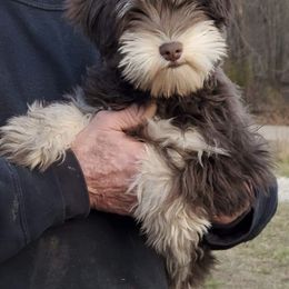 Miniature Schnauzer Puppies from Southern Magnolia Schnauzers