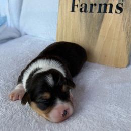 Ila-fluffy - Black and tan female Pembroke Welsh Corgi puppy in Stillwater, Oklahoma from Steele Family Farms