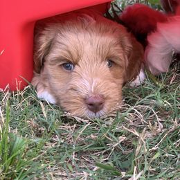 Australian Labradoodle Puppies from Integrity Labradoodles