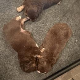 Toy Australian Shepherd Puppies from Mary Wickman
