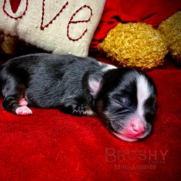 BRUSHY CREEKS NEWT - Black tri male Toy Australian Shepherd puppy in Red Oak, Texas from Brushy Creek Aussies & Mini Aussies