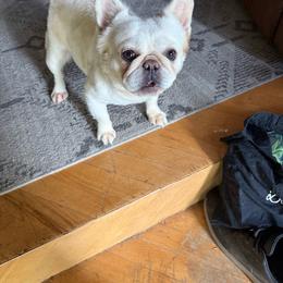 Fern - Cream female French Bulldog puppy in Victorville, California from Elegancia Vintage Xoloitzcuintle