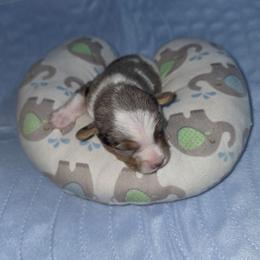 Ray - Parti male Yorkipoo puppy in Cottageville, South Carolina from Mandy's Yorkie's , Yorkiepoo's & Maltipoo's