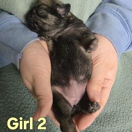 Girl 2 - Fawn female Pug puppy in Auburn, Kentucky from Prentice Family Pugs