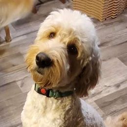 Mocha - Goldendoodle