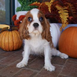 Daffie - Blenheim female Cavalier King Charles Spaniel puppy in Lula, Georgia from Cavaliers by Crumley