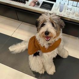 Bentley - Golden Mountain Doodle