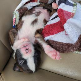 Boxer Puppies from Keen Boxers