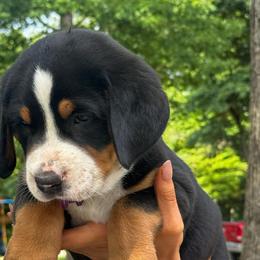 Gracie - Black, white and red female Greater Swiss Mountain Dog puppy in Chester, Illinois from Hilltop Swissys