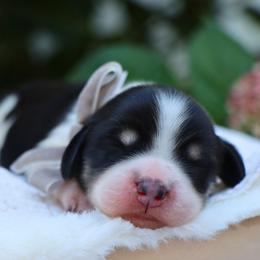 Pebble - Piebald male Dachshund puppy in Wakarusa, Indiana from PuppyLove Dachshunds