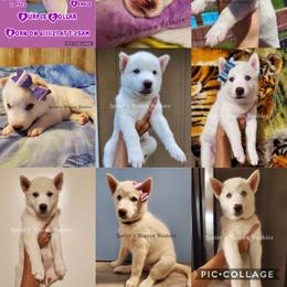 Siberian Husky Puppies from Lunter's Heaven Huskies