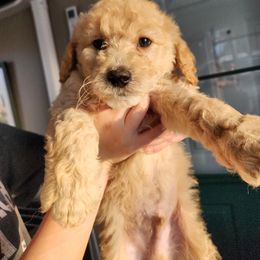 Goldendoodle Puppies from Deerbrook Goldendoodles