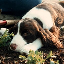 English Springer Spaniel Puppies from Kytra's Kennels