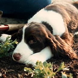 English Springer Spaniel Puppies from Kytra's Kennels