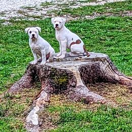 American Bulldog Puppies from Ugly Kluck Farm