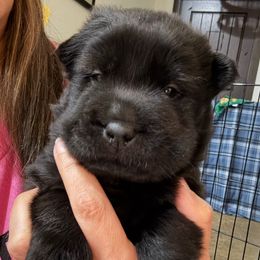 Boy 1 - Black male Chinese Shar-Pei puppy in Chipley, Florida from HapPei House of Wrinkles