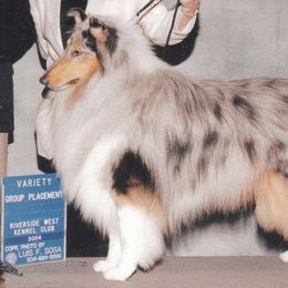 Collies from Tez's Rosebryar Collies
