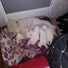 Coton de Tulear Puppies from Lori Brock