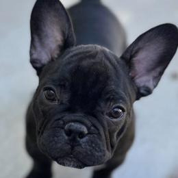 French Bulldogs from Lara Cooke