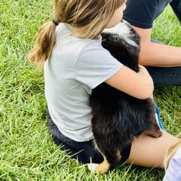 German Shepherd and Miniature American Shepherd Puppies from Bouchard’s Best Shepherds