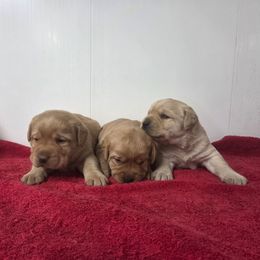 Yellow Girl 2 - Yellow female Labrador Retriever puppy in Williamsburg, Pennsylvania from River View Labradors