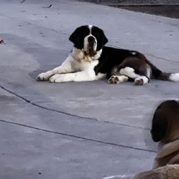 Hans - Saint Bernard