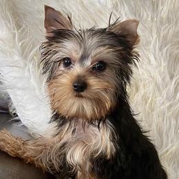 Girl 2 - Blue and gold female Yorkshire Terrier puppy in Darrington, Washington from Seven Cedars Yorkies