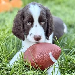 Charlie - Liver and white male English Springer Spaniel puppy in Tea, South Dakota from Mindy's English Springer Spaniels