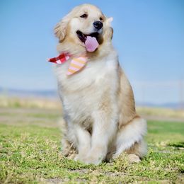 Tiffany - Golden Retriever