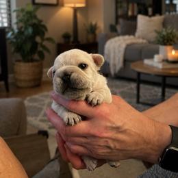 Blanca - Cream female French Bulldog puppy in Largo, Florida from Mosaic French Bulldogs