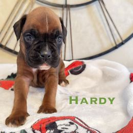 Hardy - Fawn male Boxer puppy in Cicero, New York from MK Boxer Haven of CNY
