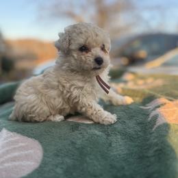 Holly - White female Poodle puppy in Anderson, South Carolina from Stephanie’s Signature Poodles inspired by Sherry Lynn LLC