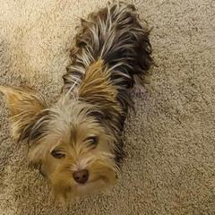 Byrd - Yorkshire Terrier
