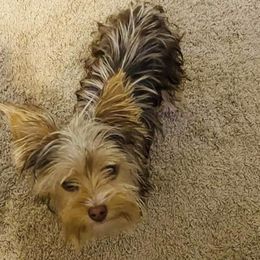 Byrd - Yorkshire Terrier